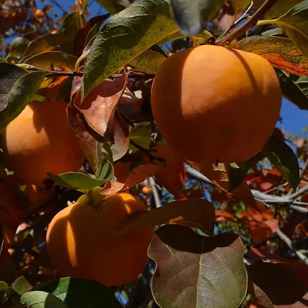 Tista By Fewotessin * Ascona