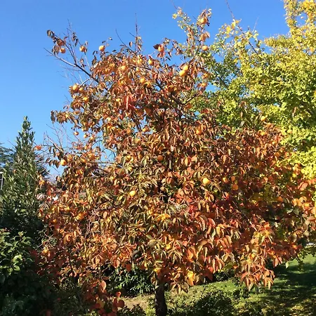 Tista By Fewotessin * Ascona