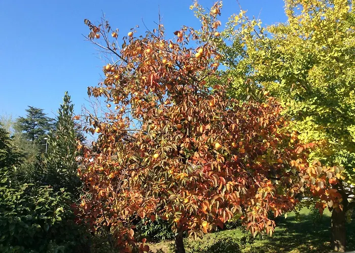 Tista By Fewotessin * Ascona